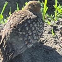 First official record of Namaqua Sandgrouse seen at Zoetendalsvlei and reported by Liohan Gilliomee